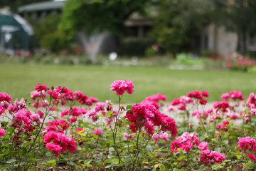 Fototapeta na wymiar Vibrant pink roses in botanical garden in Zagreb, Croatia. Selective focus.