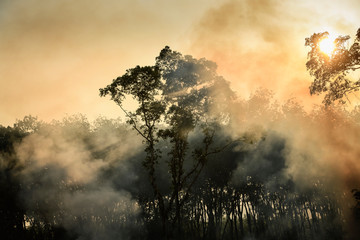 Smoke in Thailand forest cause air pollution