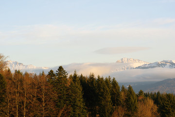 Forêt du Canton de Vaud caressée par les rayons du soleil couchant