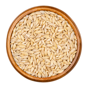 Barley grains, seeds with outer husk in wooden bowl. Hordeum vulgare, a major cereal grain. Used as animal fodder, a beer and health food component. Macro food photo, close up, from above, over white.