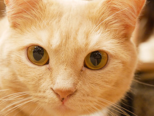 portrait of a cat
