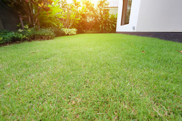 lawn landscaping with green grass turf in garden home