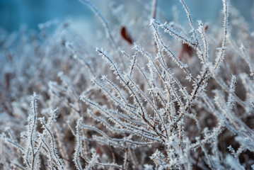 Ukrainian winter weather tales frosted branch ice rime macro photography