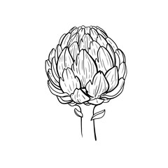 Vector illustration with artichoke isolated on white. Black and white linear botanical drawing.