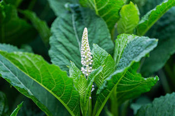white flower among green leaves