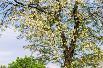 white flowering tree in spring day