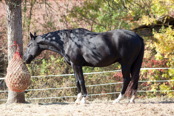 Pferd Heu Füttern mit Heunetz