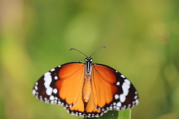 Close-up of butterfly ,butterfly wing on white spot in spring