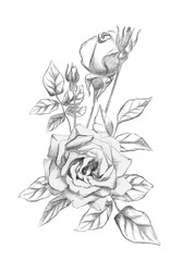 Hand drawn roses with bud and leaves. Sketch illustration