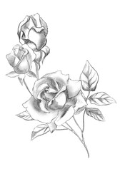 Hand drawn roses. Black and white illustration. Sketch