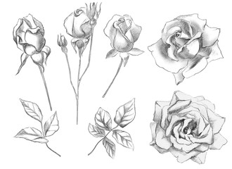 Set of hand drawn roses and rose leaves. Isolated pencil Illustration