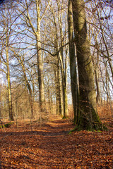 Waldweg im Urwald Sababurg mit zahlreichen Buchen