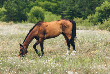 Naklejka na ściany i meble A beautiful brown horse grazes and eats grass in the field. Lonely stallion, animal in nature. Photography, concept.