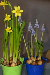 early spring flower bluebells and narcissus in pot, muscari or bluebells and narcissus first spring greetings