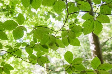 Fototapeta na wymiar Beech tree green foliage close up