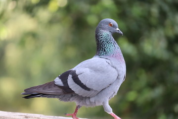 waking on rock side view pigeon