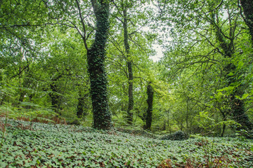 Obraz na płótnie Canvas Ivy invasion in a green woodland