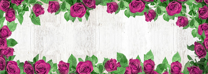 Flowers background banner long - Frame made of red roses isolated on white rustic vintage texture, top view with space for text