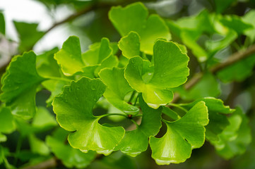 Close-up brightly wet green leaves of Ginkgo tree (Ginkgo biloba), known as ginkgo or gingko in soft focus against background of blurry foliage.  Fresh wallpaper and nature background concept