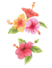Red, pink, orange, yellow hibiscus and leaves watercolor. Flower cluster.  Isolated on white background. Clip art for logo element, sticker and decoration illustration.