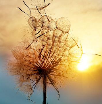 A huge fluffy dandelion against a dramatic sunset sky. Fuzzy architecture. Flower closeup. Art photo, not an ordinary angle.