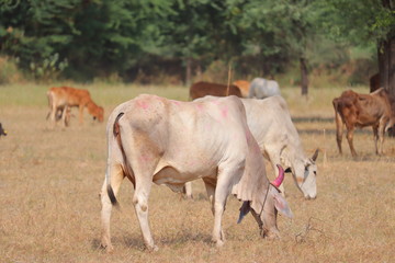 Obraz na płótnie Canvas group of cows, india,cow