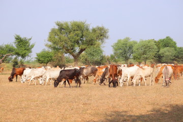 Fototapeta na wymiar group of cows in summer , jaipur