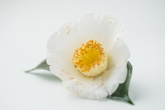 白椿 のストック写真 ロイヤリティフリーの画像 ベクター イラスト Adobe Stock