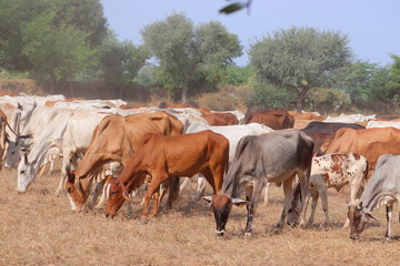 group of indian cows in summer