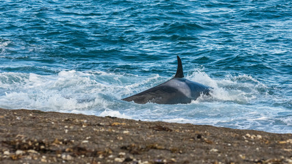 Obraz premium Killer whale hunting on the paragonian coast, Patagonia, Argentina