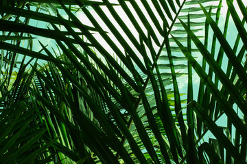 Obraz na płótnie Canvas Beauty in nature, tropical leaf background.
