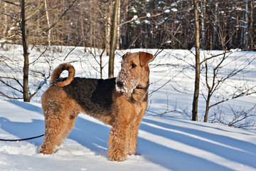 Dog  breed Airedale Terrier  standing in the snow in the sunny winter park