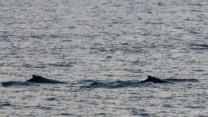 Humpback whale diving, Megaptera novaeangliae,Ant&aacute;rtica.