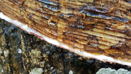 close-up skin of rubber tree with latex
