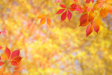 Naklejka na ściany i meble Autumn background with bright red and yellow leaves and blurred backdrop