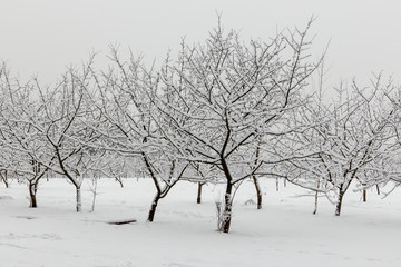 Obraz premium Winter walk in the Meshchersky park in Moscow