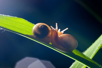 A snail in the nature