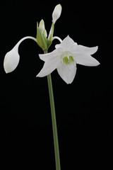 White flower of the Amazon Lily on a black background close-up.
