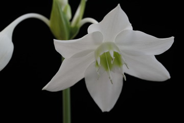 Fototapeta premium White flower of the Amazon Lily on a black background close-up.