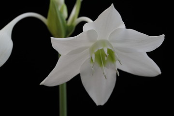 White flower of the Amazon Lily on a black background close-up.