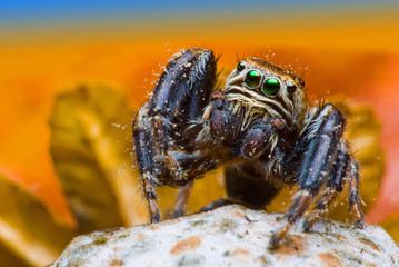 Jumping spider in nature on colorful background