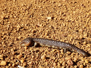 Scinque brun Australie lézard