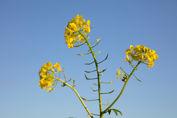 Weißer Senf, Gelbsenf, Nordrhein-Westfalen, Deutschland, Europe