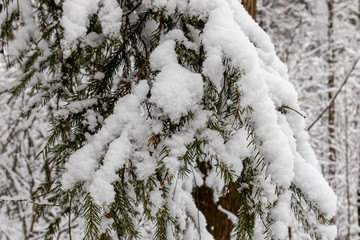 Winter walk in the Meshchersky park in Moscow