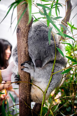 Sleeping koala shot on a eucalyptus tree