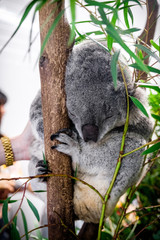 Sleeping koala shot on a eucalyptus tree