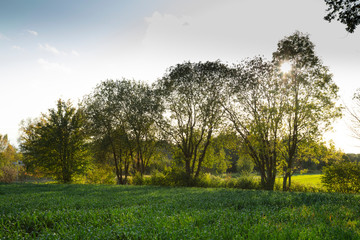 Fototapeta na wymiar Bäume im Gegenlicht, Nordrhein-Westfalen, Deutschland, Europa
