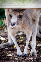 Naklejka na ściany i meble An adult kangaroo was eating foods by himself in an Australian zoo
