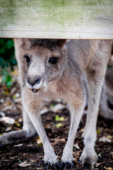 An adult kangaroo was eating foods by himself in an Australian zoo