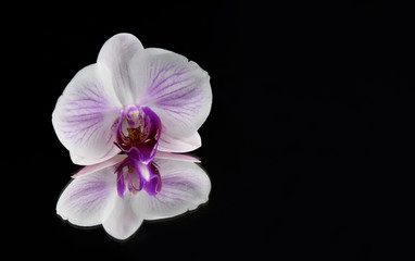 Obraz premium Purple orchid on a black background stock images. White orchid flower isolated on a black background with copy space for text. Orchid flower reflection stock images